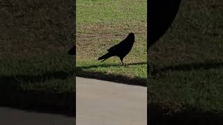 Crow Cawing