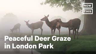 A szarvasok békésen legelnek a London Parkban | MostEz