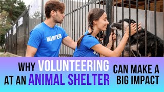 Why Volunteering at an Animal Shelter Can Make a Big Impact