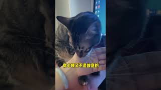 把小猫的咪咪看成豆豆，真不是故意的😂 #狸花猫 #萌宠 #猫咪 #猫咪的迷惑行为