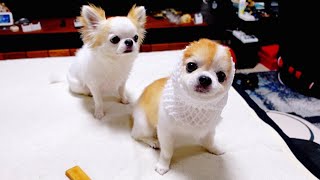 老犬チワワが想像も出来ないまさか！の行動に笑いが止まりませんでしたｗ【funny dog】