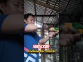 handfeeding caique parrot