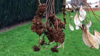 Common ash (Fraxinus excelsior) - Ash flower galls - February 2018