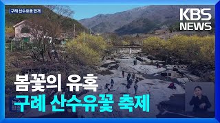 상춘객 반기는 산수유꽃 만개…남녘 곳곳서 봄꽃 축제 / KBS  2024.03.15.