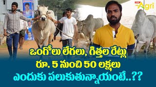 Ongole Breed Calf Price | ఒంగోలు లేగలు, గిత్తల రేట్లు రూ.5 నుంచి 50లక్షలు ఎందుకు..?? Tone Agri