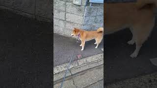 【柴犬】六花ちゃん：夕方のお散歩。いつもと違う道を歩いています。（2022/07/28）