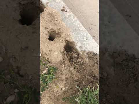 Fire ant issues in Carlsbad California Fire ant issues in Carlsbad California