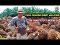 cara grading buah sawit di malaysia‼️kok seperti ini❓