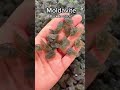 #moldavite #asmr - back in stock! #crystalshop #crystalhealing