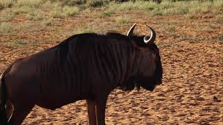 Wildebeest Gemsbok Giraffe and Springbok Highlight 15 April - Sunrise Safari