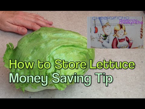 How to store a Lettuce Money Saving Home Hint cheekyricho How to store a Lettuce Money Saving Home Hint cheekyricho