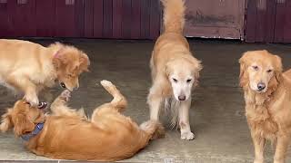 わんわん動物園 ゴールデンレトリバーたちのじゃれあい