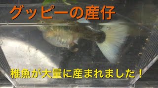 グッピー 産仔の瞬間　Guppy is expecting a lot of babies. 【アクアリウム 熱帯魚 水槽】 ドイツイエロータキシード