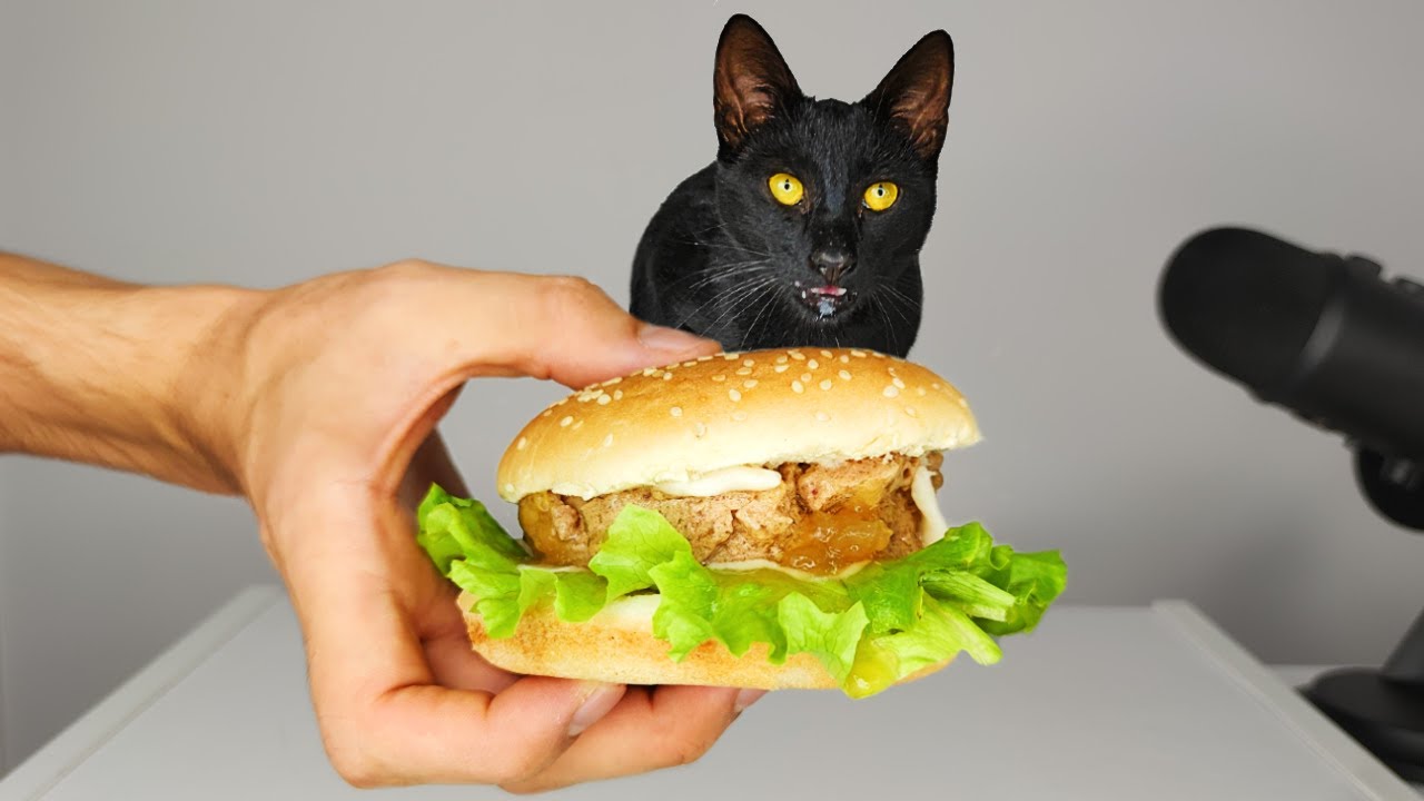 Cat Eating Hamburger Asmr Youtube