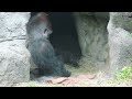 小金剛jabali抱著爸爸迪亞哥的背little gorilla jabali clasped his dad s back