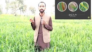 Septoria tritici blotch| Wheat disease|Fungus attack on wheat|Treatment of Fungus|سپٹوریا ٹریٹی بلاچ