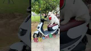 中華 emoving 電動車~超酷立中柱!! 金門租車 買車找冠城租車