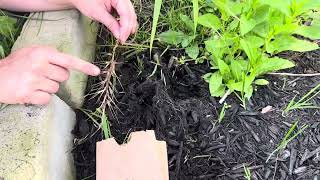 How to harvest Bottlebrush Grass (Elymus hystrix) seeds