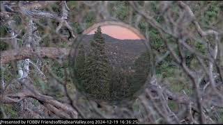 Bald immature eagle FOBBV CAM Big Bear Bald Eagle Live Nest - Cam 1 / Wide View - Cam 2