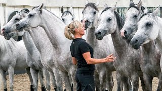 Cavalia horses introduced in downtown Montreal