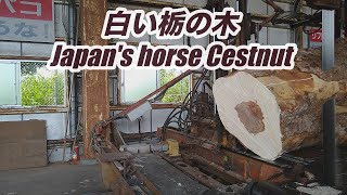 【製材】白い栃の木・japan's horse chestnut 栃の製材です。