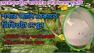 শসার ফলছিদ্রকারী মাছি পোকা দমনে ফেরোমন ফাদের ব্যবহার।