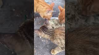 KUMPULAN meme funny random si MEONG CAT KUCING lucu gokil kocak bikin NGAKAK part 013