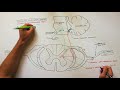 spinocerebellar tracts neuroanatomy tutorial ascending pathways