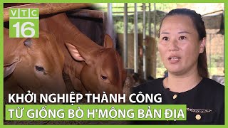 Khởi nghiệp thành công từ bò HMông bản địa | VTC16