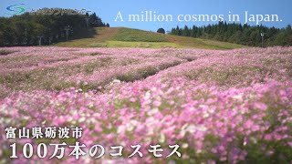 Tonami Yumenotaira Cosmos Flowers