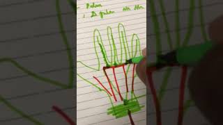 Dr. Pratheepa's tutorial palmar aponeurosis