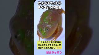 バジェットガエル🐸カエルをペットにすべき３つの理由