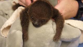 Baby Sloth Gets Weighed and Drinks Milk at Memphis Zoo