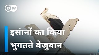 जलवायु परिवर्तन के मारे प्रवासी जानवर [Migrant animals affected by climate change]