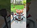 Kucing Masak Mie Kuah Pedes  #catlover #kucinglucu #shortvideo #videolucu #shortfunny #lucu #cat