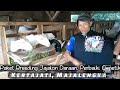 PAKET BREEDING JAJALON DARAAN UNTUK PERBAIKAN GENETIK KE KERTAJATI MAJALENGKA