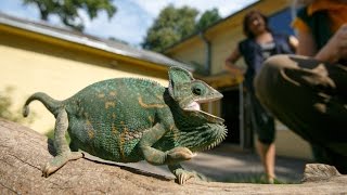 Lietuvos zoologijos sode chameleonų ekspozicija