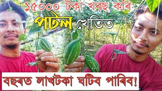 পটল খেতি কেনেকৈ কৰে?//patal kheti in assam//pointed gourd cultivation//assamese new vlog/huntu diary