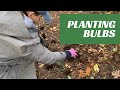 🌷Planting Spring Bulbs ~ Daffodils Tulips Crocuses ~ Y Garden🌷