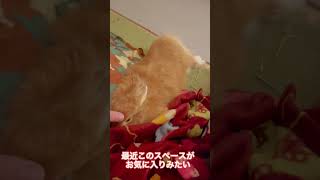 毛布が好きすぎて顔を埋めるうさぎ #rabbit #うさぎ #ウサギ #ネザーランドドワーフ #animals #shorts #short