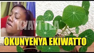 Yiga Okunyenya Ekiwatto nga Bakuzina Wulira Binno Gwe Atayawula Kiwatto