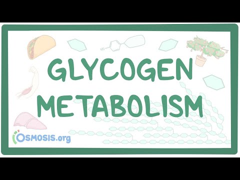 How does insulin promote glycogen synthesis in the liver quizlet?