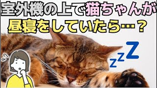 【視聴者さんからの質問にお答え】室外機の上で野良猫が寝ています。どうしたらいいでしょうか？