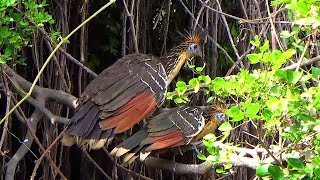 Hoatzin (Opisthocomus hoazin), Cigana, Jacu-Cigano – Parents with Cub, Images Made Inside the Boat