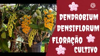 DENDROBIUM DENSIFLORUM || FLORAÇÃO E CULTIVO