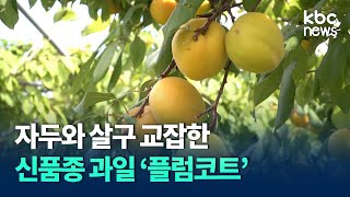 자두와 살구 섞어 새콤달콤 '플럼코트' 본격 수확 / KBC뉴스