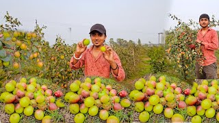 এই প্রথমবার কুলের বাগানে গিয়ে বাড়ির সবার জন্য কুল নিয়ে এলাম