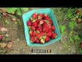 🇨🇦温哥華vlog surry 人氣農場 emma lea farm 任摘士多啤梨🍓 strawberry u pick 周末親子好去處 中文字幕