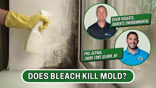 Does Bleach Kill Mold?