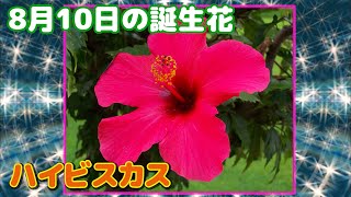 8月10日の誕生花 ハイビスカス どんな花？あなたに送る花言葉は?